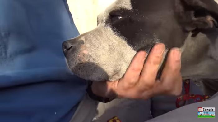 比特犬伤口自愈能力,比特犬浑身是血