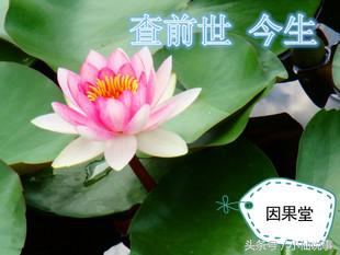 出马弟子和出马仙有什么区别,出马仙文化的深度解析