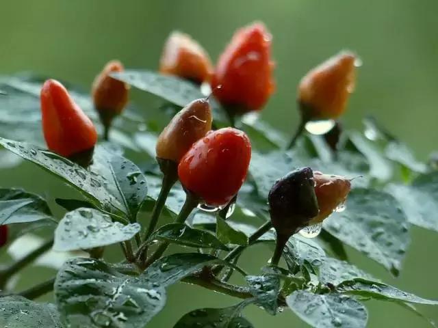 5鏈堜唤鎵︽彃浣曟椂鍙互涓婄泦,澶忓ぉ鎵︽彃鐨勬柟娉曞拰娉ㄦ剰浜嬮」