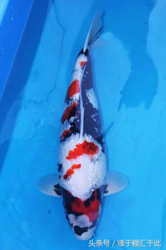 鱼生病三步骤,鱼生病了单独治疗关注事项