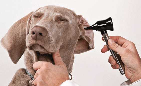 夏季狗狗耳道炎预防只治疗建议！