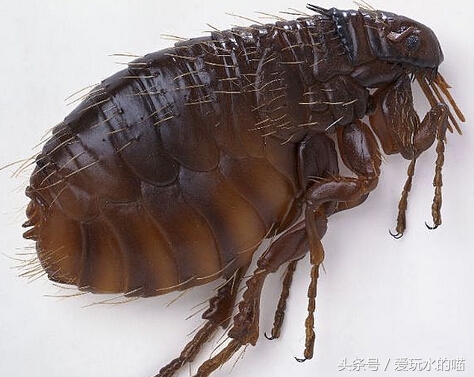 新手养猫怎么预防猫癣加重,养猫知识猫咪伤口抹什么消炎药