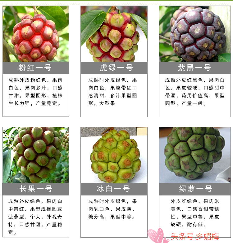 鎭堕瓟鏋滃疄涓嶈兘娓告吵,鍚冧簡鎭堕瓟鏋滃疄涓哄暐涓嶈兘娓告吵