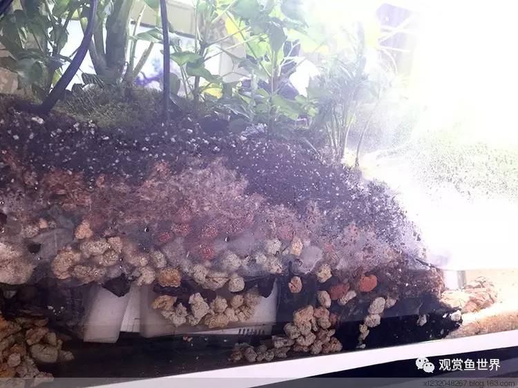 原生水陆缸开缸过程,超美摄影师