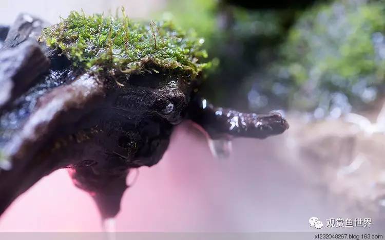 原生水陆缸开缸过程,超美摄影师