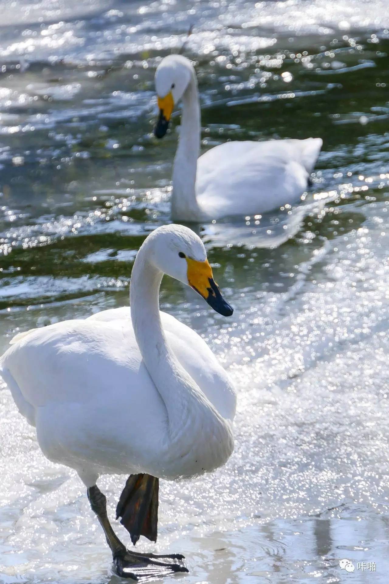 松下fz2500发布时间,松下fz长焦机