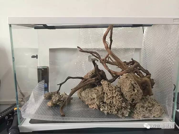 原生水陆缸开缸过程,超美摄影师