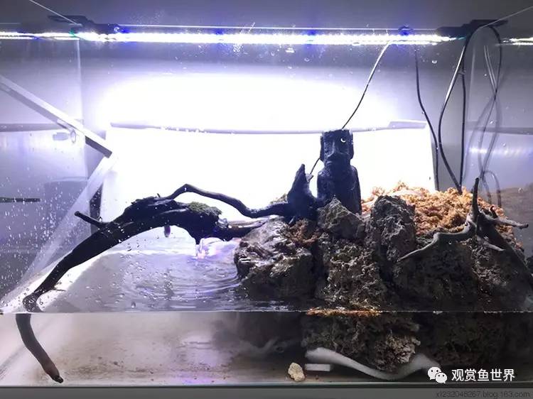 原生水陆缸开缸过程,超美摄影师