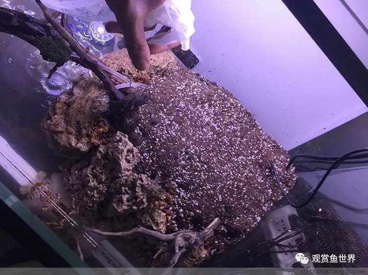 原生水陆缸开缸过程,超美摄影师