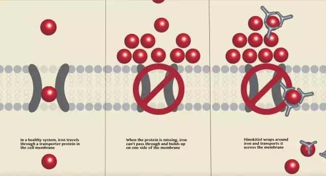 《科学》：难以置信！美国三所高校联合发现神奇小分子，开启疾病治疗新方向｜奇点猛科技
