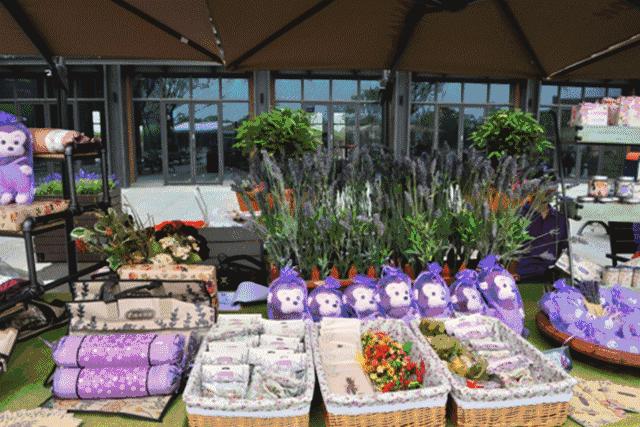 上海薰衣草节亲子嘉年华,薰衣草旅游节