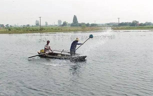 远离水域的关注事项,河蟹水瘪子病的预防和治疗