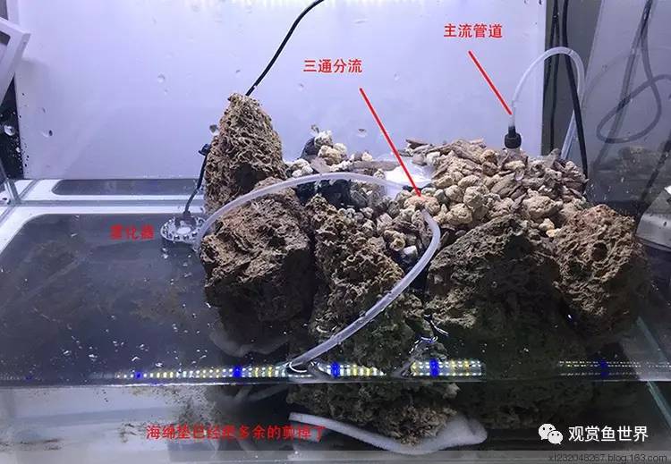 原生水陆缸开缸过程,超美摄影师