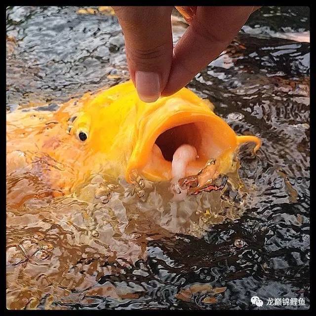 锦鲤一年投喂高蛋白,锦鲤喂食怎么就不怕人了