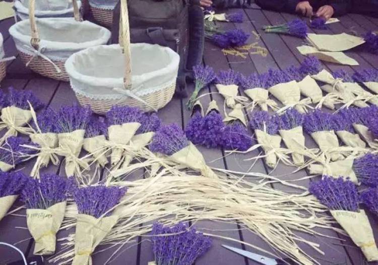 上海薰衣草节亲子嘉年华,薰衣草旅游节