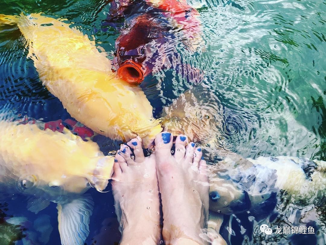 锦鲤一年投喂高蛋白,锦鲤喂食怎么就不怕人了