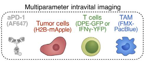 封面研究：难怪免疫治疗对有些患者无效！原来PD-1抗体都被巨噬细胞吃了｜奇点猛科技
