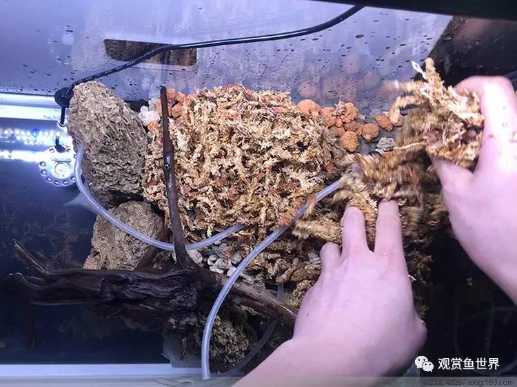 原生水陆缸开缸过程,超美摄影师