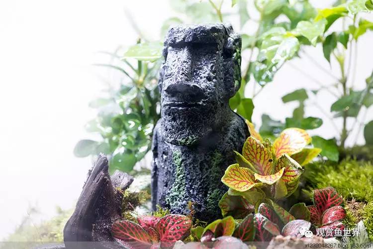 原生水陆缸开缸过程,超美摄影师