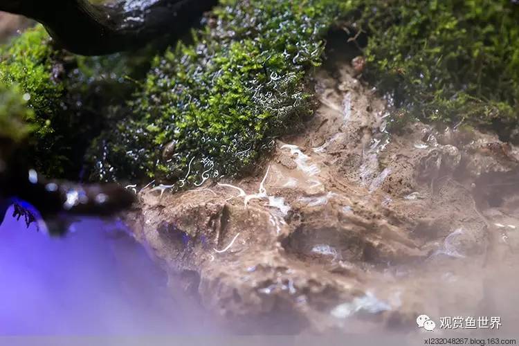 原生水陆缸开缸过程,超美摄影师