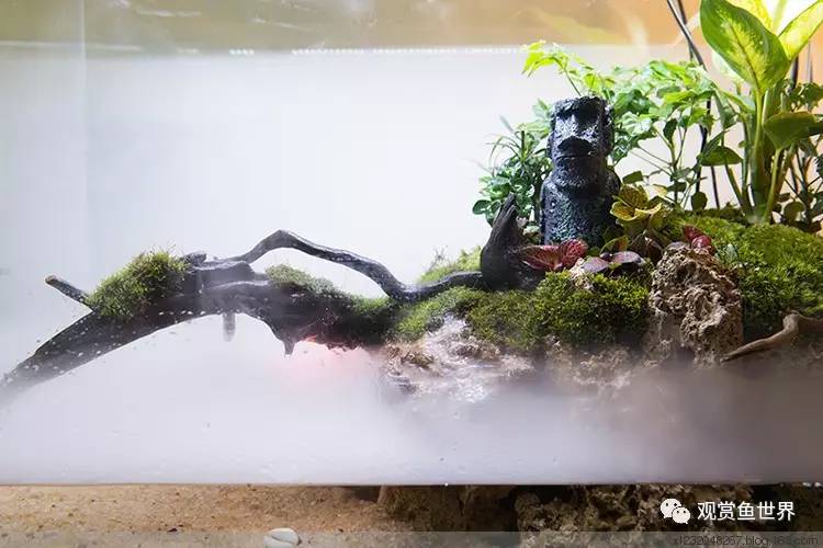 原生水陆缸开缸过程,超美摄影师