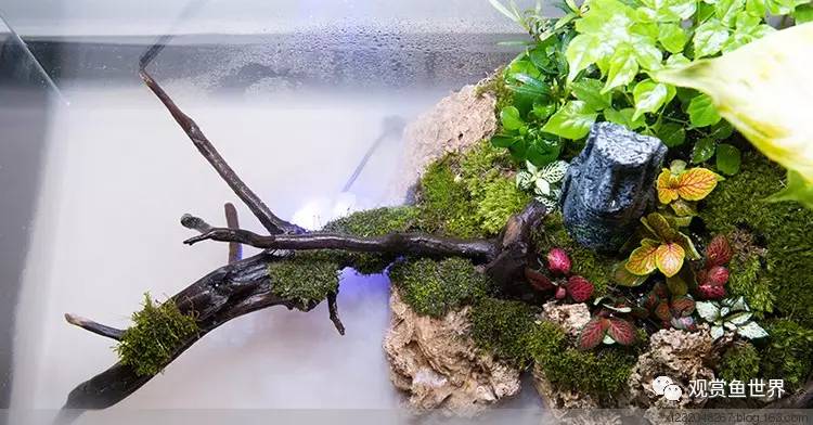 原生水陆缸开缸过程,超美摄影师