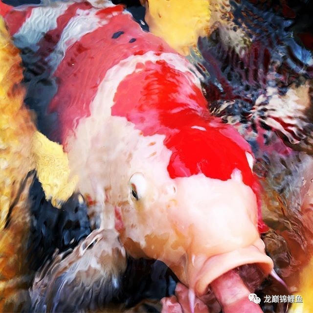 锦鲤一年投喂高蛋白,锦鲤喂食怎么就不怕人了