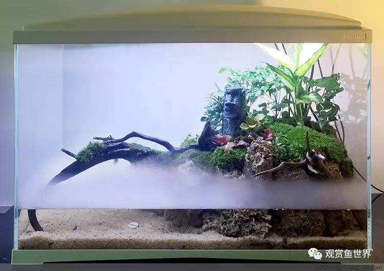 原生水陆缸开缸过程,超美摄影师