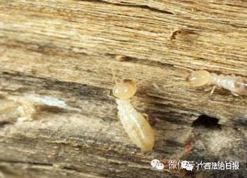 南宁市虫害防治,南宁园林白蚁防治方法
