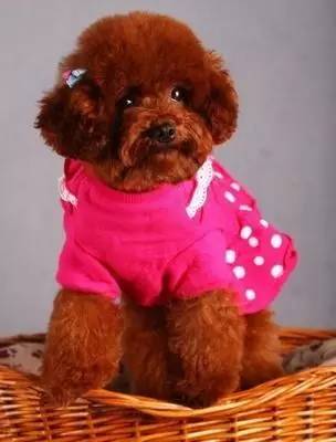 狗狗鼻子褪色吃什么能补回来,狗狗鼻头褪色能恢复吗