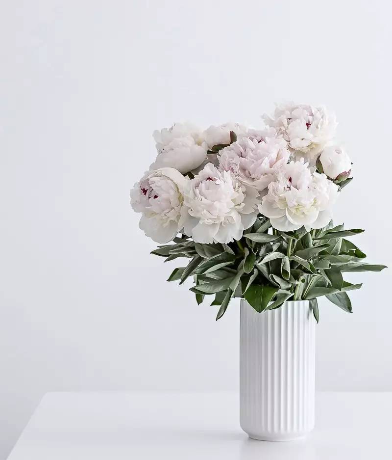 除了康乃馨还可以送母亲什么花,母亲节适合送妈妈的花康乃馨