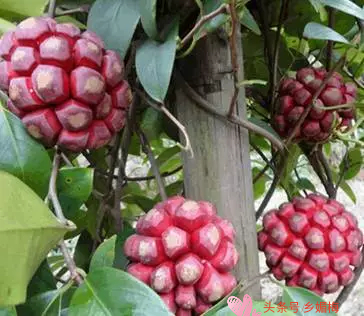 鎭堕瓟鏋滃疄涓嶈兘娓告吵,鍚冧簡鎭堕瓟鏋滃疄涓哄暐涓嶈兘娓告吵