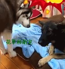 阿拉斯加犬非要给狼狗唱歌，狼狗一龇牙阿拉瞬间就老实了