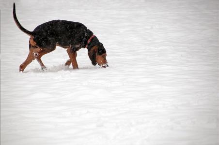 纠正狗狗乱捡东西视频,狗狗坏习惯纠正从哪一步开始