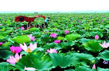 介绍一下湖南岳阳,湖南岳阳有什么出名的地方吗