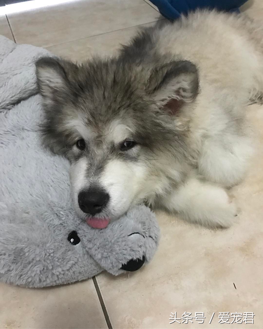 清除狗狗的老旧皮屑,狗狗爪子清理技巧