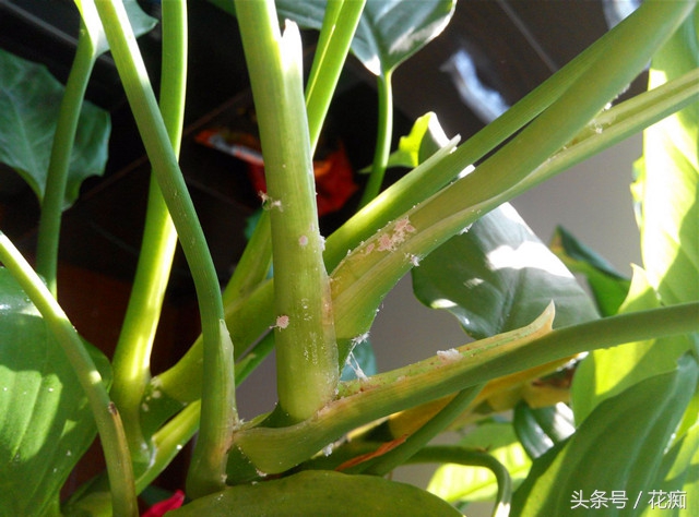 花卉叶子上的虫子怎么消除,不花一分钱的小妙招赶紧收藏