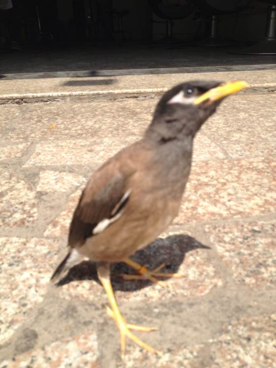 八哥学语的十个阶段,天下一场梦八哥跟主人说话