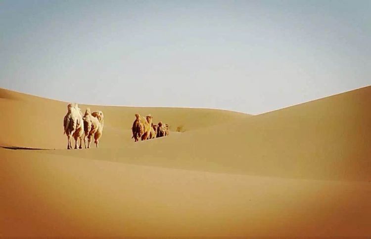 万里茶道上的体育盛宴——昆仑决多伦诺尔王者之战即将上演