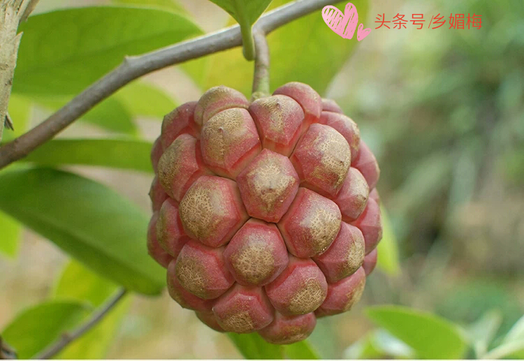 鎭堕瓟鏋滃疄涓嶈兘娓告吵,鍚冧簡鎭堕瓟鏋滃疄涓哄暐涓嶈兘娓告吵