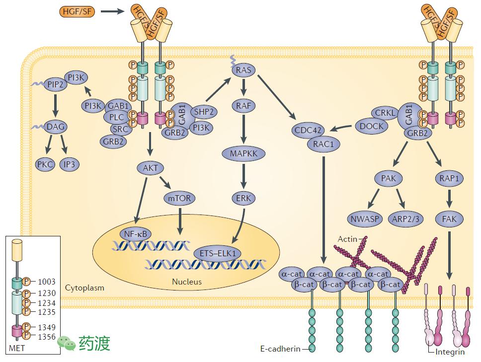 靶向抗肿瘤药物cdk,靶向抗肿瘤药物图片