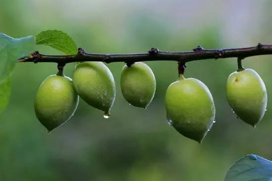 犹忆青梅初熟时诗句,诗词鉴赏临安春雨初霁