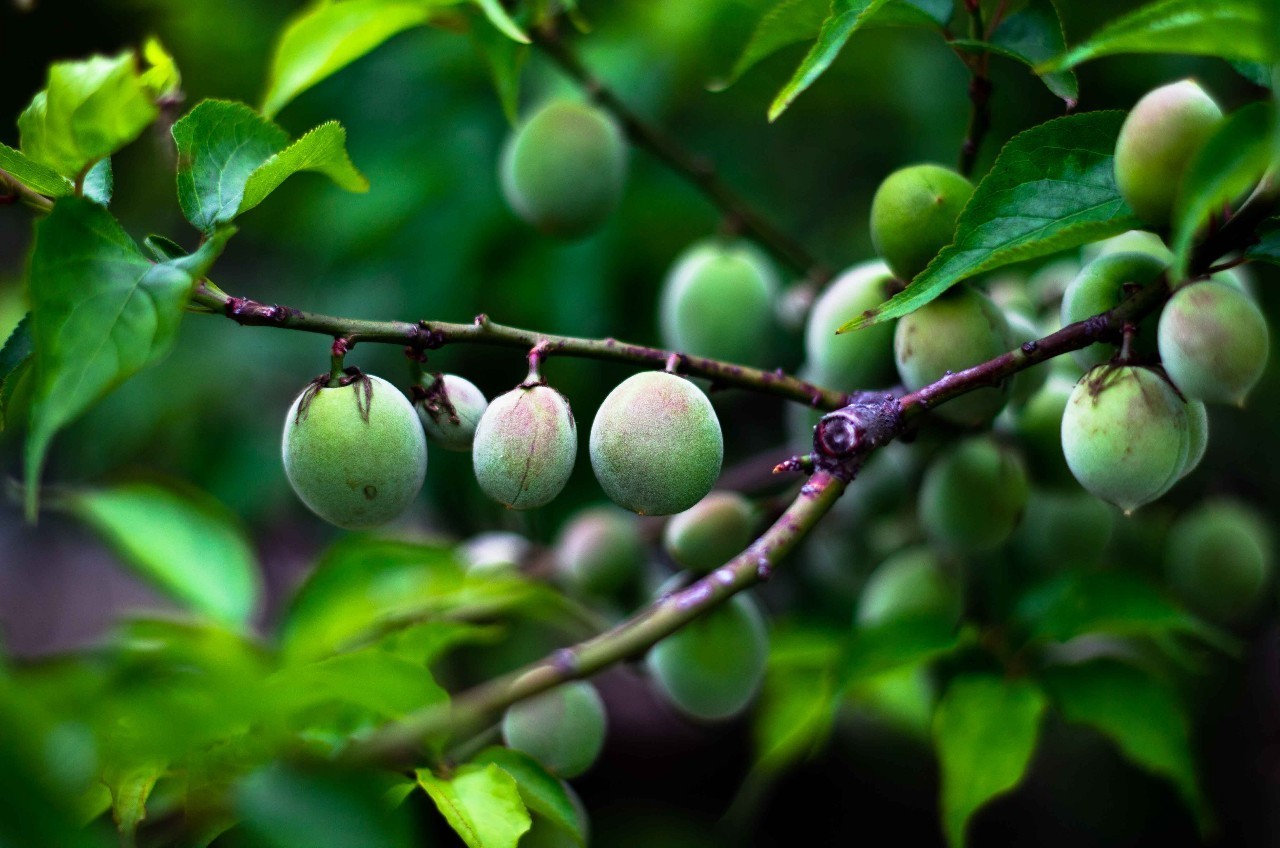犹忆青梅初熟时诗句,诗词鉴赏临安春雨初霁
