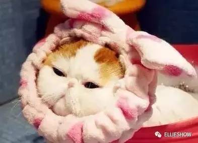 猫咪洗澡科普,暴躁猫咪洗澡