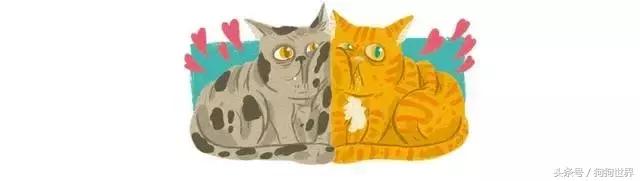 孕妇几个月就可以养宠物狗狗了,孕期如何健康的养狗