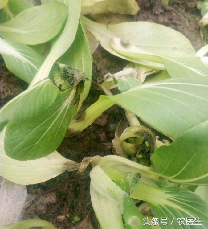 青菜软腐病用什么药,青菜软腐病防治方法