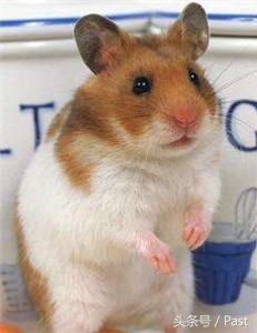 仓鼠求偶的正确方法,萌宠推推