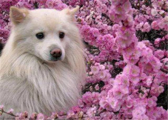 办狗证疑问在线解答,福州狗证办理多长时间能拿到狗证