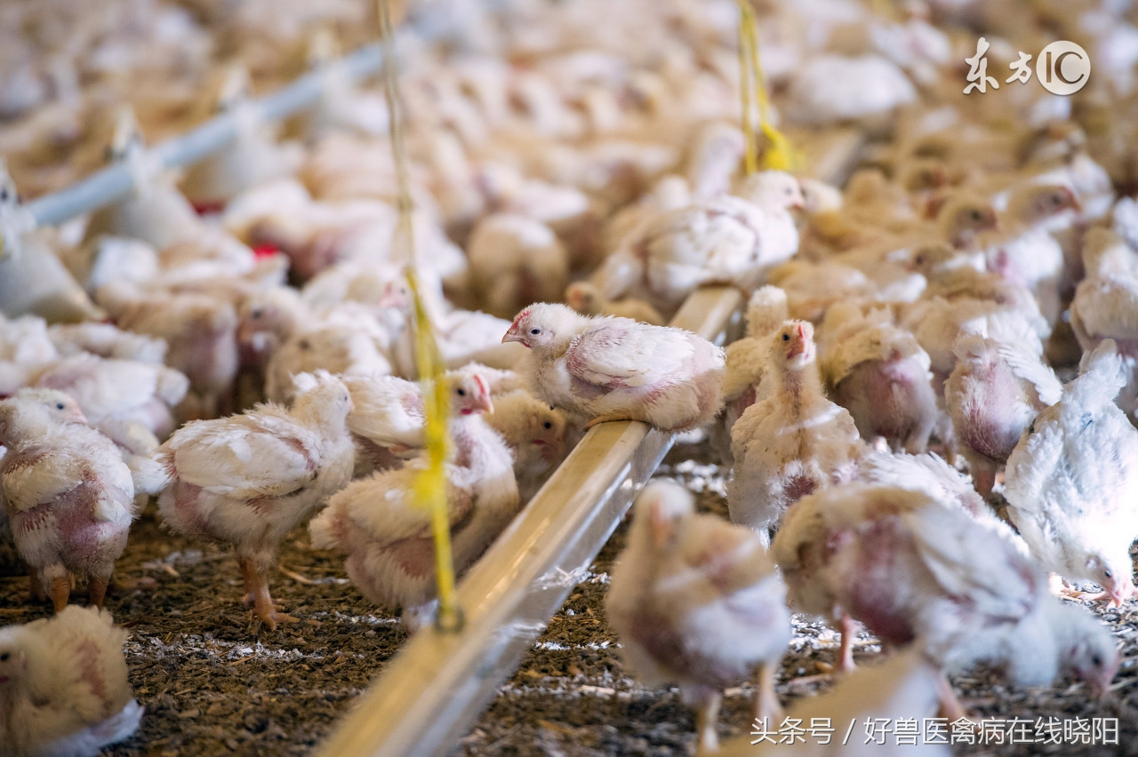 养殖中的常用药有哪些,养殖十大必备药品