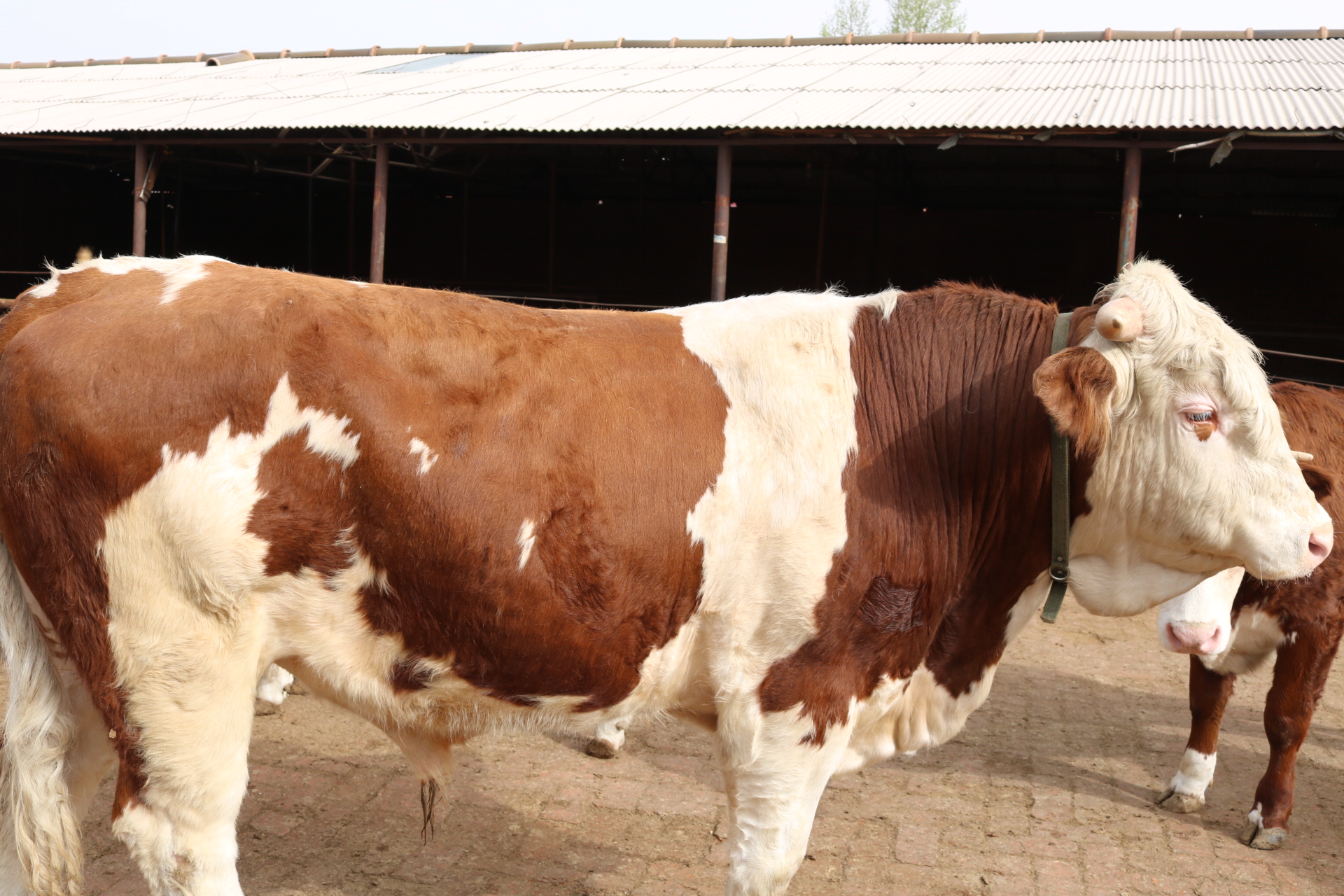 猪口蹄疫的正确治疗方法,羊口蹄疫的病症图片